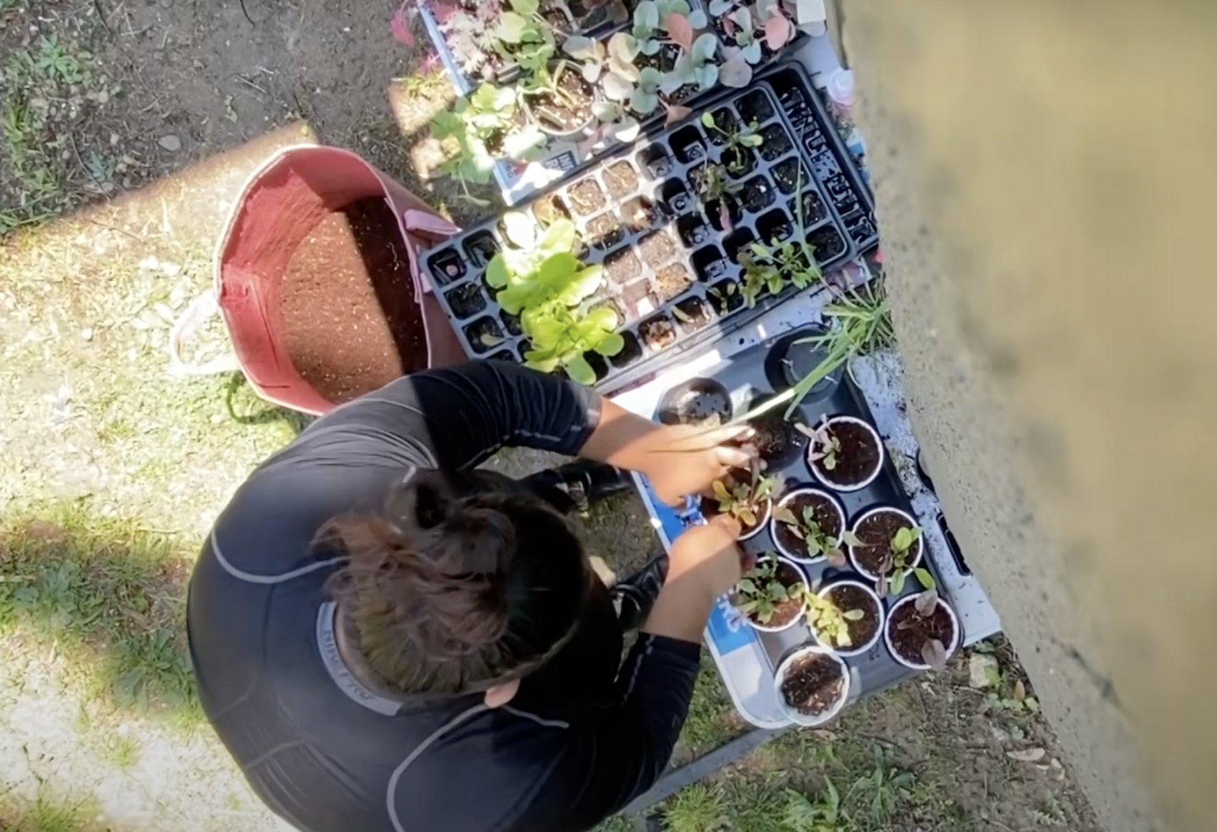 Image from above of a person potting a plant in a yard.